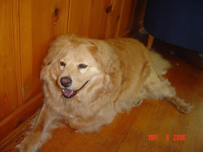 My lovely golden dog Opie sitting on a wooden floor.