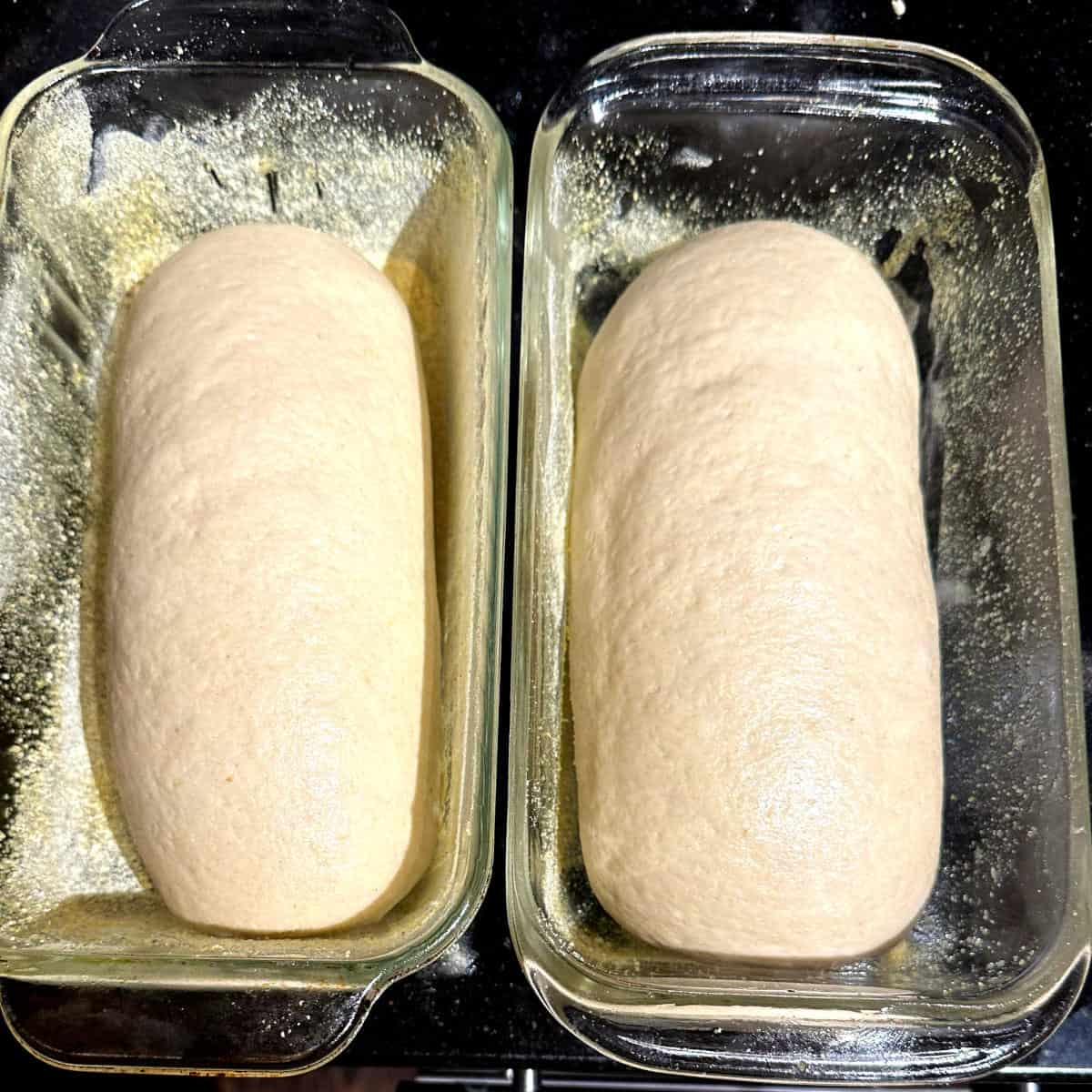 Loaves formed and placed in glass loaf pans coated with cornmeal.