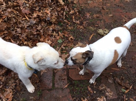 Dogs Lily and Leo smelling each other\'s noses.