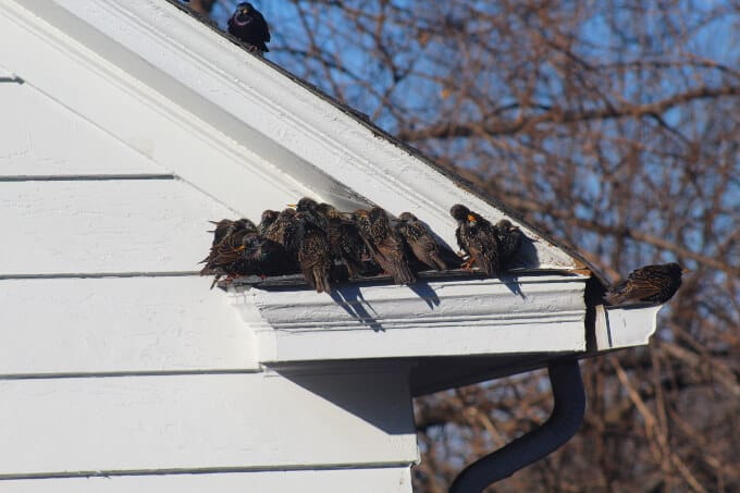 Starlings crowded in the eaves.