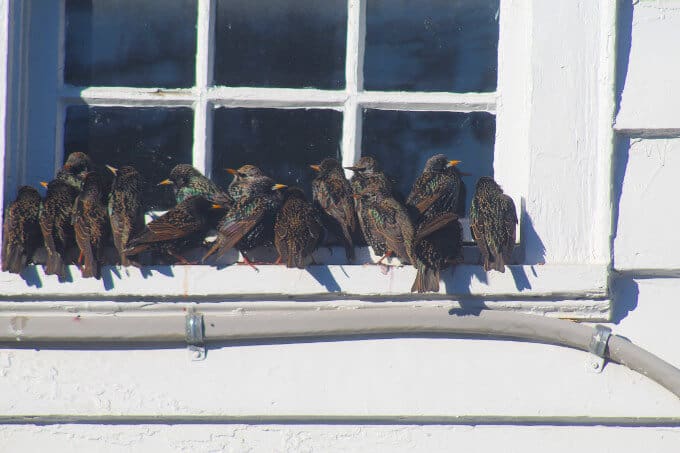 Starlings on a window sill.