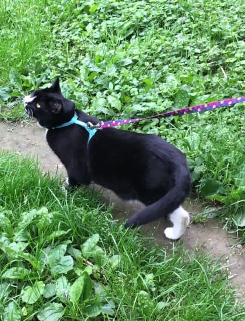Billy the cat on a walk