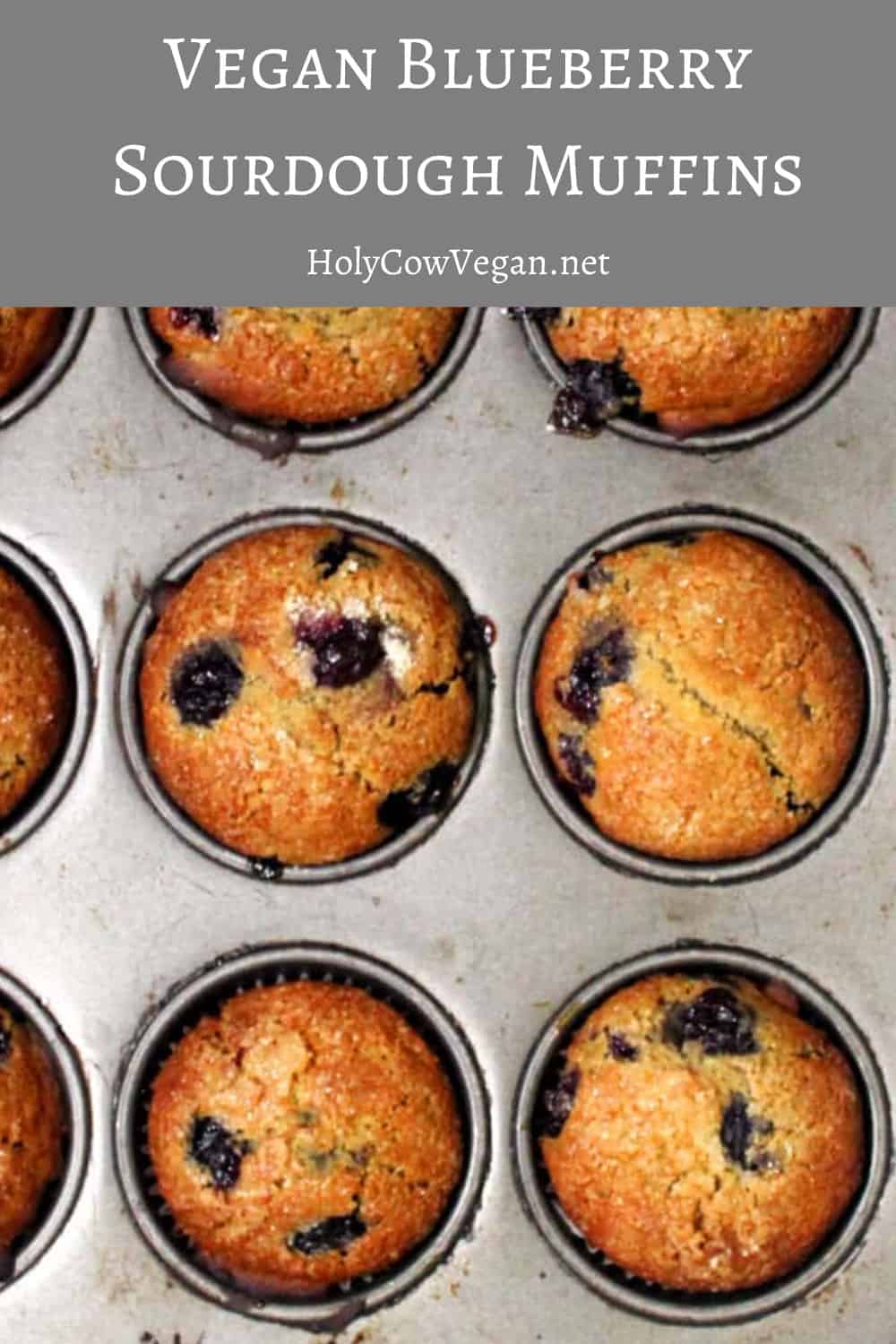 Vegan Blueberry Sourdough Muffins in a baking tin with pockets of blueberries