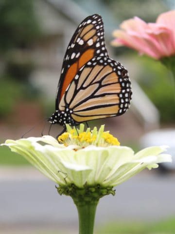 A close up of a butterfly on flower.