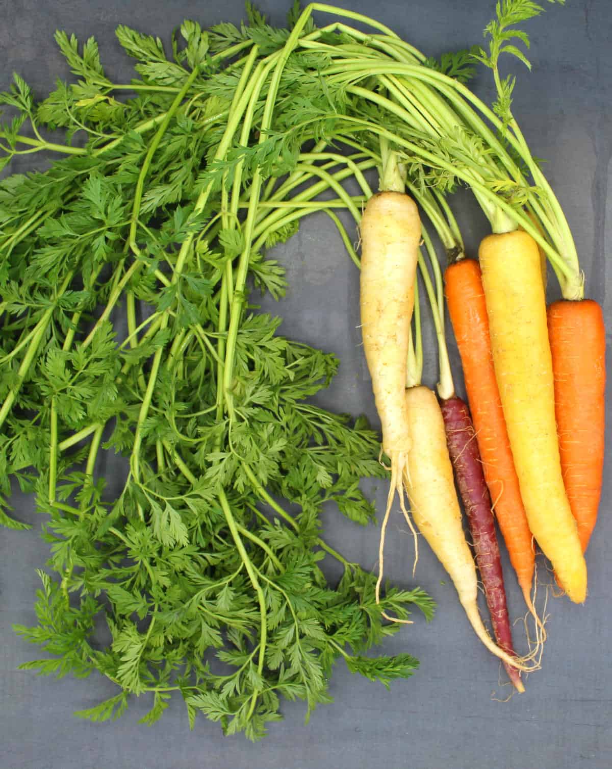 Multicolored carrots with their fronds or leaves.
