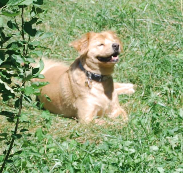 Photo of my incredibly beautiful dog Opie, a golden retriever chow mix, rolling around in the grass.