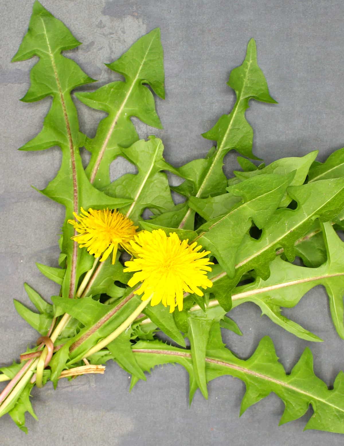 Dandelion greens and flowers.