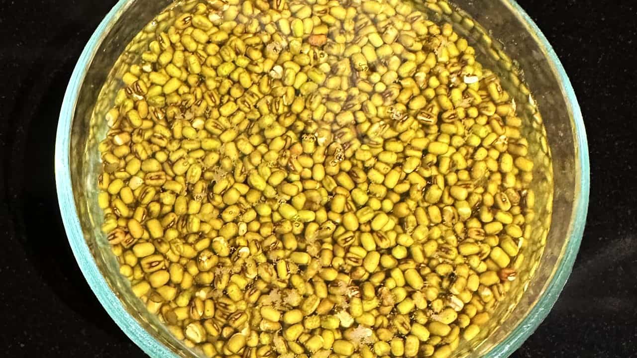 Mung beans after soaking overnight.
