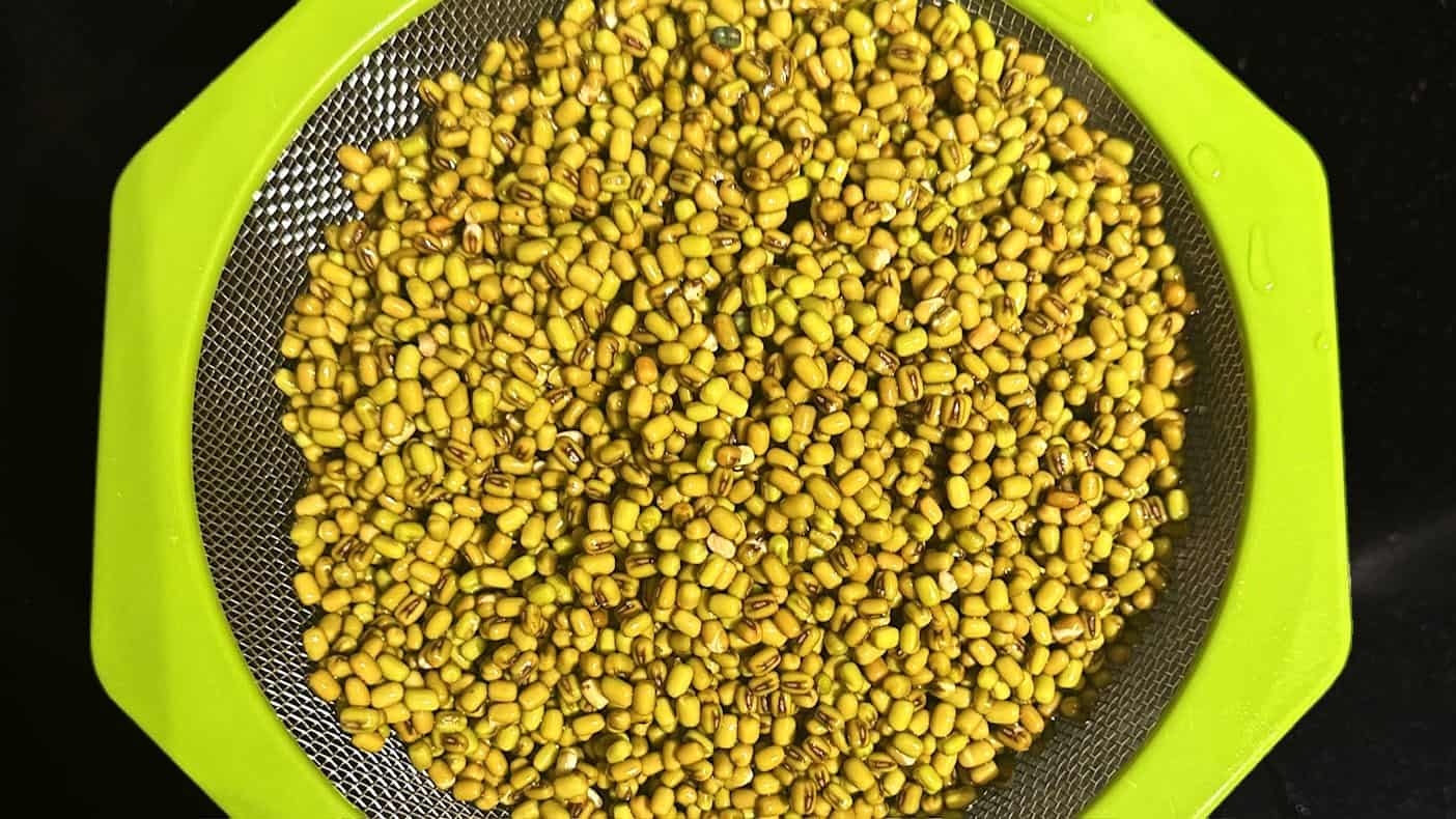 Mung beans in colander ready to sprout.