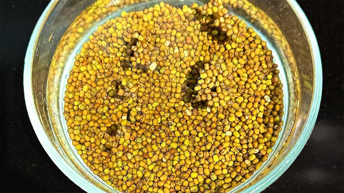 Dried mung beans soaking in water.