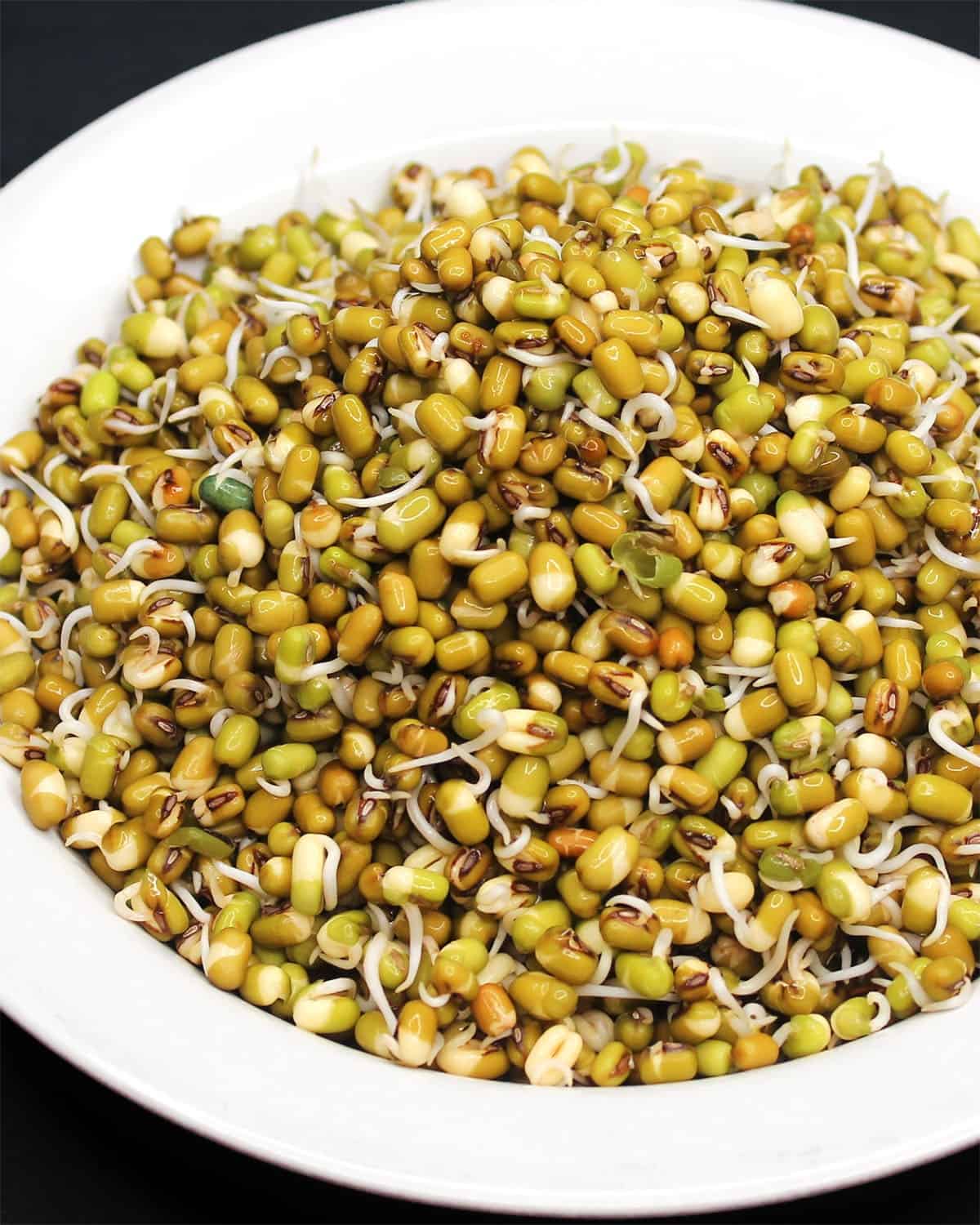 Front partial view of mung bean sprouts in bowl.