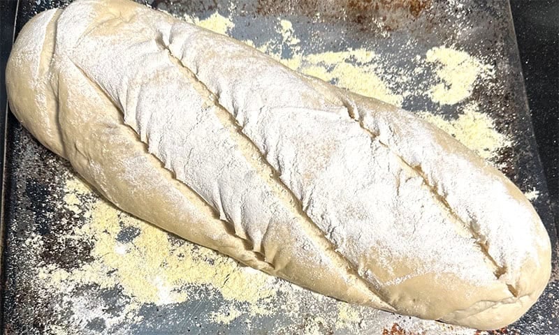 Scored hybrid sourdough loaf on baking sheet dusted with cornmeal.